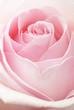 the rose