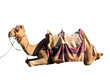 Foto: camel camel