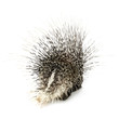 porcupine