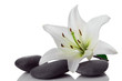 madonna lily and spa stone madonna lily and spa stone
