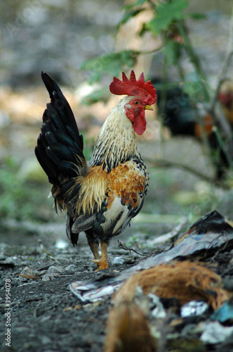 The cock xxi