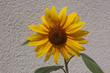 sonnenblume