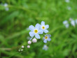blue flower blue flower