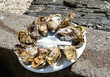 Oysters