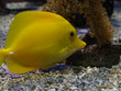 Poissons des tropiques