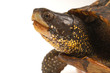 Florida Box Turtle - Isolated