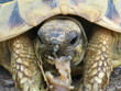 Turtle eating a snail