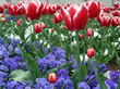 Garden Garden
