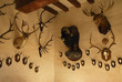 Collection de trophées de chasse Collection de trophées de chasse