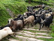 goat drive