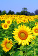 Sunflower field