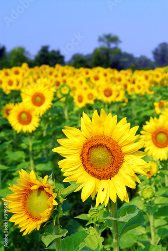 Photo: Sunflower field Sunflower field
