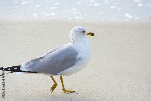 Photo: Seagull on Beach Seagull on Beach