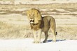 Lion gueule ouverte regardant au loin