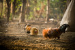 Cock Fight