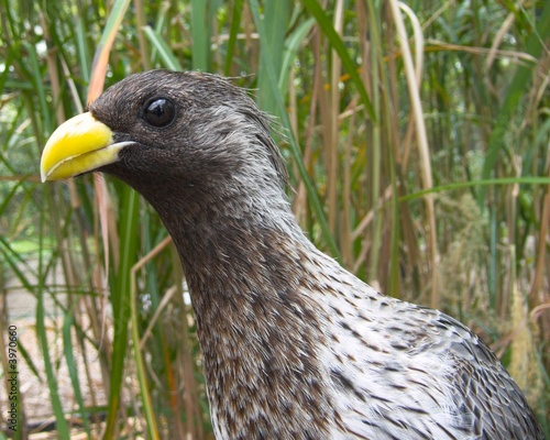 Yellow Beak