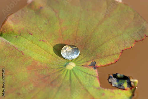 Photo: water droplets and lotus leaf inside the pond water droplets and lotus leaf inside the pond
