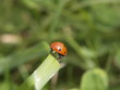 Jolly LadyBug