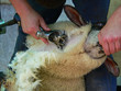 Sheep shearing