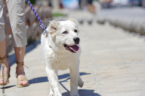 Walking the dog