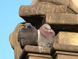 Pigeons on Charles Bridge Prague