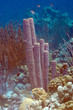 Underwater Bonaire: Sponges and Corals
