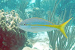 Yellowtail snapper, Bonaire.