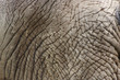 Elephant Skin Elephant Skin