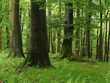 Wald