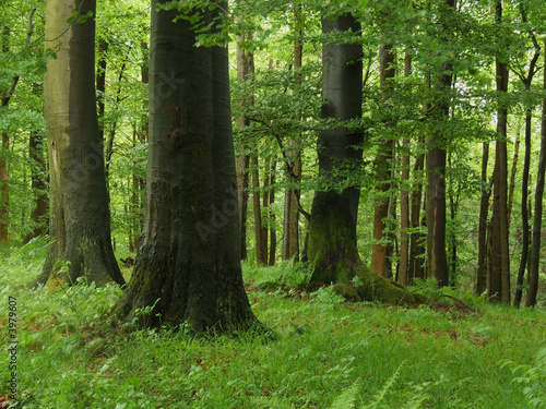 Wald