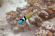Blue-headed wrasse, Bonaire.