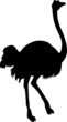 Illustration: Ostrich Ostrich