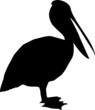 Illustration: Pelikan Pelikan