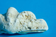 Muschel