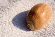 Muschel