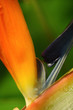 Foto: plant plant
