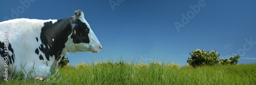 Photo: Vache couchée dans le pré Vache couchée dans le pré