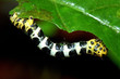 Foto: Butterfly bug Butterfly bug