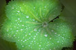 rain drops on leaf
