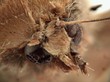 moth