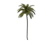 Palm Tree