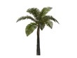 Palm Tree