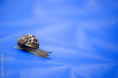 snail