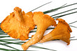 Pfifferlinge
