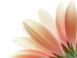 pink gerbera