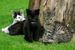 three little kittens three little kittens