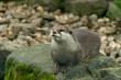 Otter resting on rocks