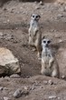 Two Meerkats on guard duty