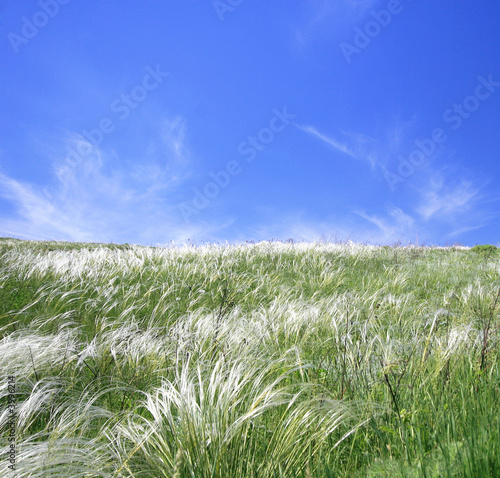 green grassland and blue sky