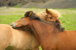 Iceland horses Iceland horses